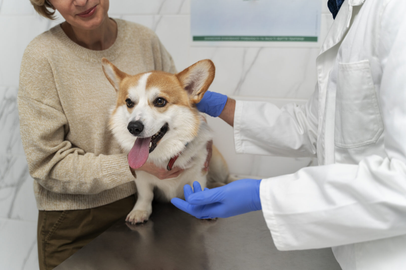 The path to becoming a veterinarian | gpac